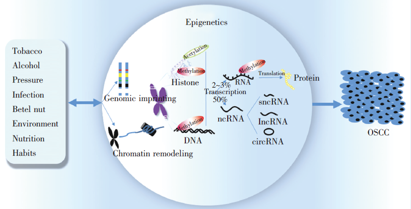 表观遗传与口腔鳞状细胞癌